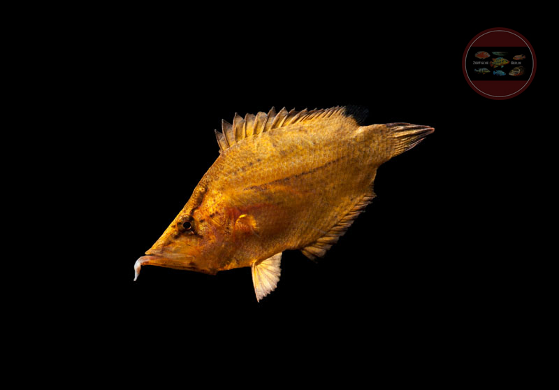 Blattfisch, WF Monocirrhus polyacanthus
