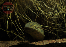 Afrikanischer Lungenfisch, WF Protopterus annectens
