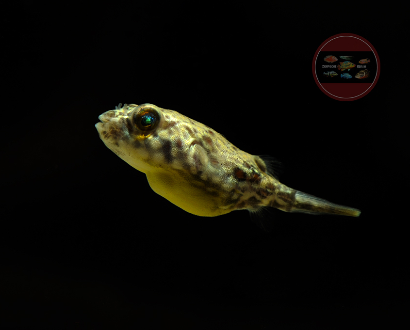 Kugelfische ZierfischeBerlin