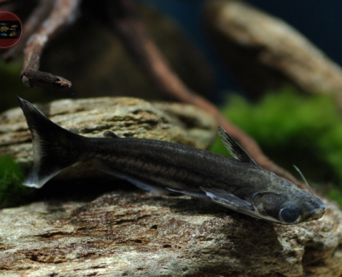 Auchenipterus nigripinnis - Hai Trugdornwels