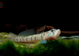 Schmetterlingsgrundel, Awaous flavus