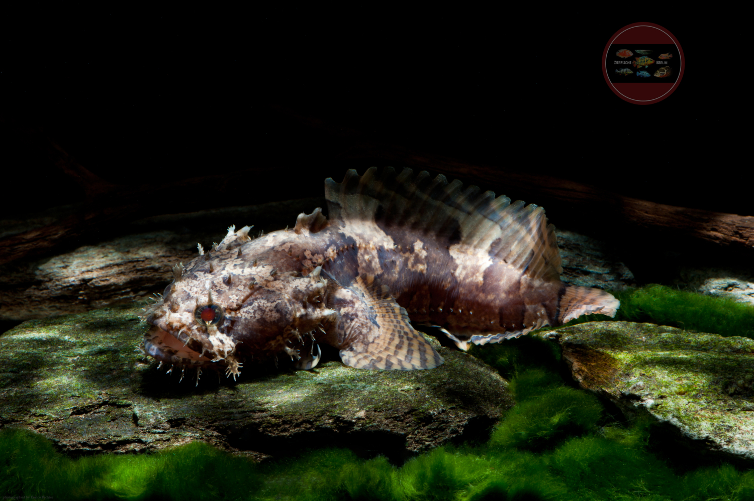 Batrachomoeus trispinosus ZierfischeBerlin