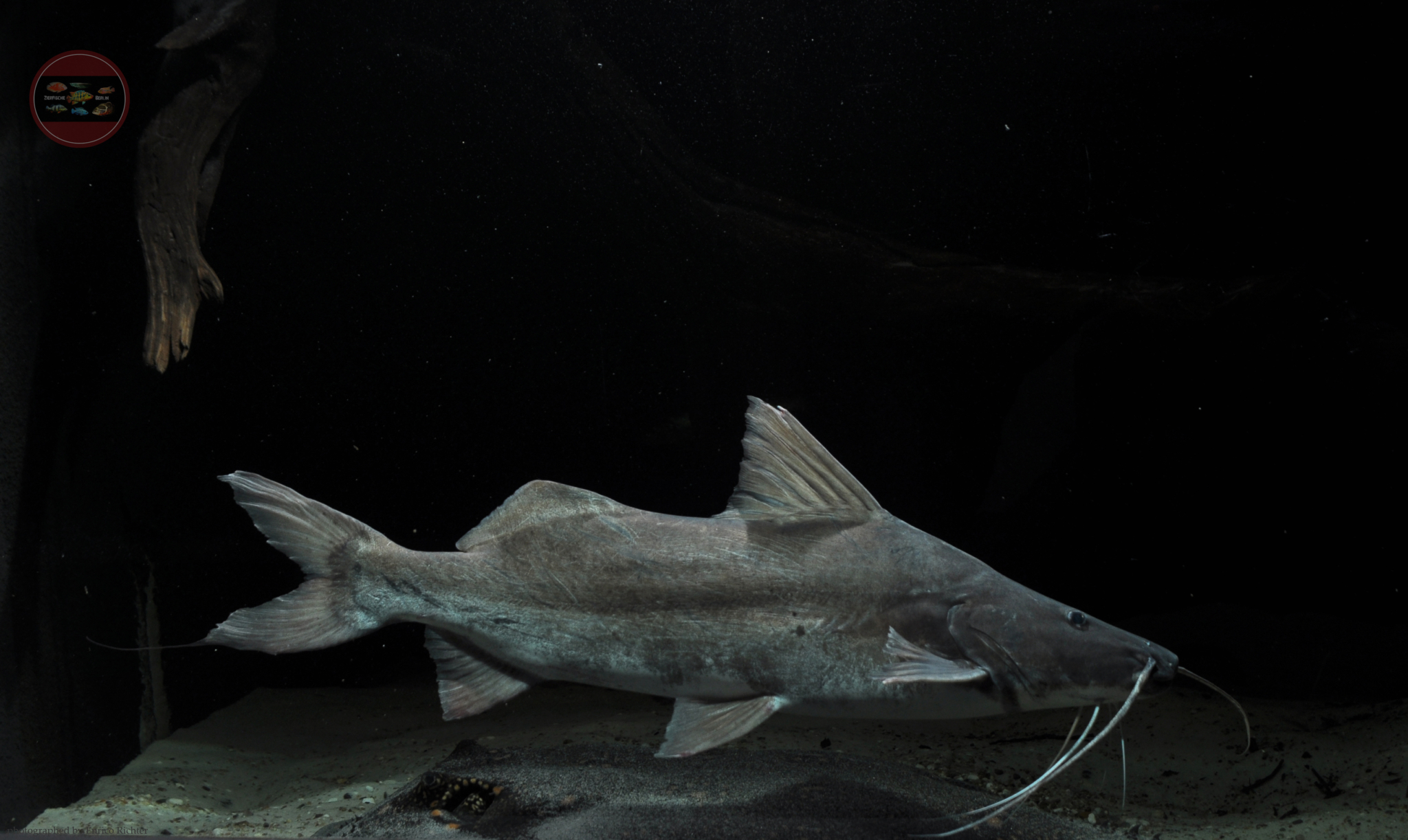 Brachyplatystoma Vaillantii “Laulao” – Zierfische-Berlin