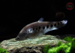 Tausenddollarfisch Chitala ornata