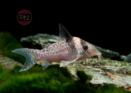 Inirida-Panzerwels Corydoras delphax
