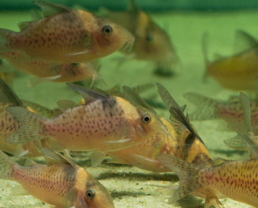 Inirida-Panzerwels Brochis (Corydoras) delphax 