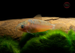 Corydoras pantanalensis