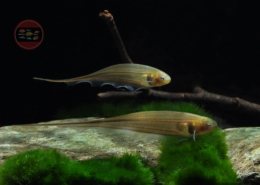 Eigenmannia virescens Grüner Glasmesserfisch, WF Eigenmannia virescens