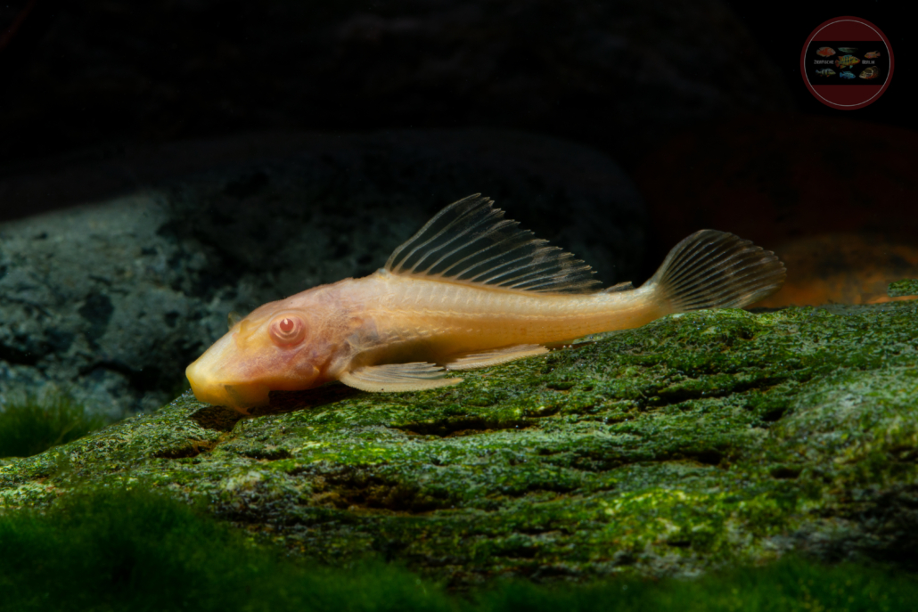 Wabenschilderwels "ALBINO"	Pterygoplichthys gibbiceps "ALBINO"
