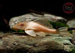 Pterygoplichthys gibbiceps "ALBINO" Wabenschilderwels "ALBINO" Pterygoplichthys gibbiceps "ALBINO"