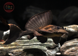 Rhinozeros-Segelschilderwels Pterygoplichthys scrophus