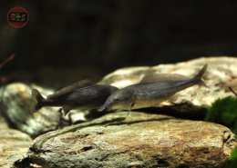 Flaschenmaul-Nilhecht Mormyrus longirostris
