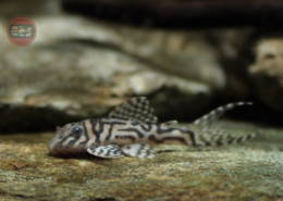 L 333 KHypancistrus sp. "RIO XINGU" L 333 Königsharnischwels, WF Hypancistrus sp. "RIO XINGU"