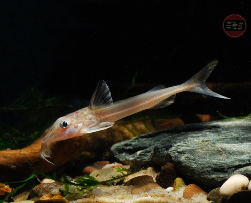 Leptodoras cf. cataniai "Río Nanay"