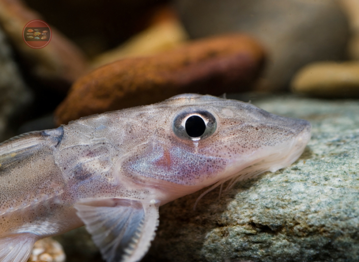 Leptodoras cf. cataniai “Río Nanay” ZierfischeBerlin
