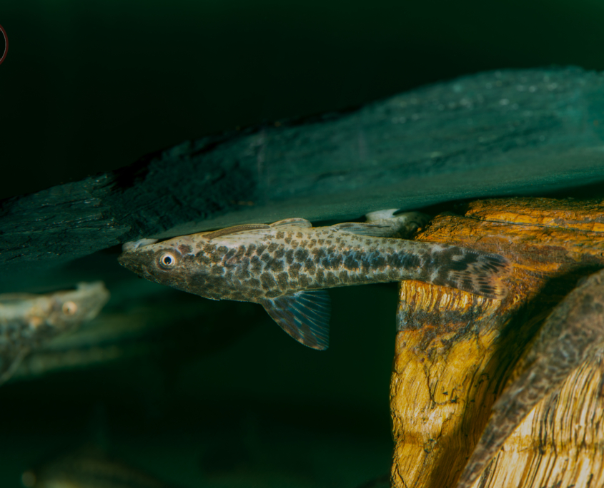 Mimikry-Riesenohrgittersaugwels	Otocinclus mimulus
