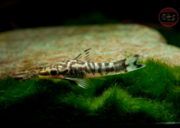 Zebra-Ohrgittersaugwels, WF-Peru Otocinclus cf. cocama "Rio Tigre"
