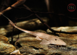 Flunder-Harnischwels, WF-Paraguay Pseudohemiodon laticeps 12-15 cm