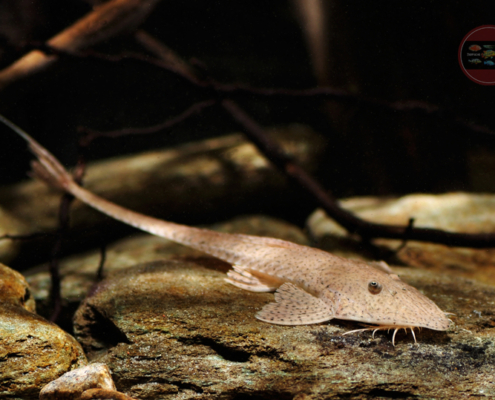 Flunder-Harnischwels, WF-Paraguay Pseudohemiodon laticeps 12-15 cm
