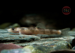 Schistura pridii