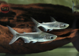 Hochflossen-Haiwels Pangasius sanitwongsei Thai Shark