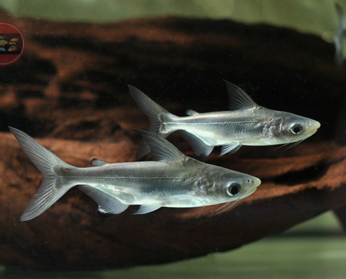 Hochflossen-Haiwels Pangasius sanitwongsei Thai Shark