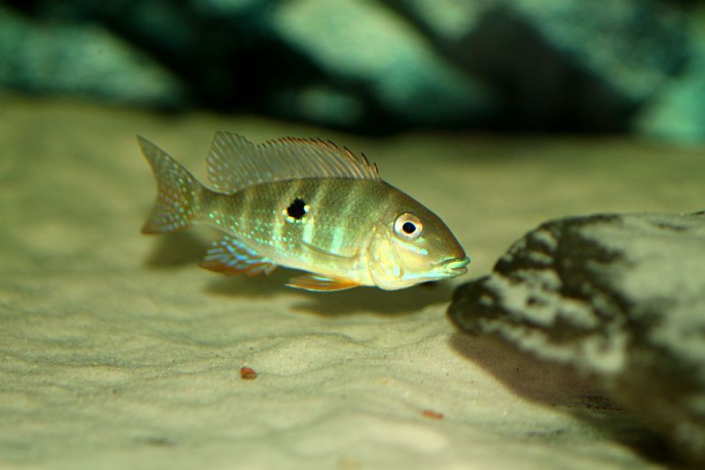 Geophagus argyrostictus “RIO XINGU” – Zierfische-Berlin