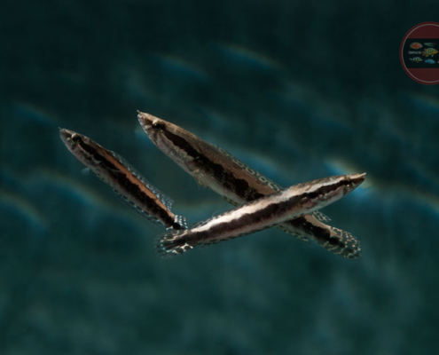 Dunkelbäuchiger Schlangenkopffisch, WF Parachanna obscura