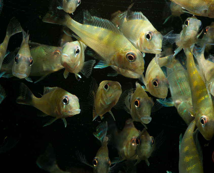 Orinoko-Erdfresser, WF	Geophagus abalios	5-7 cm
