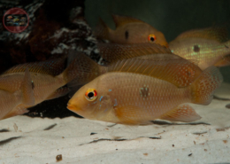 Iporanga-Erdfresser, DNZ Geophagus iporangensis