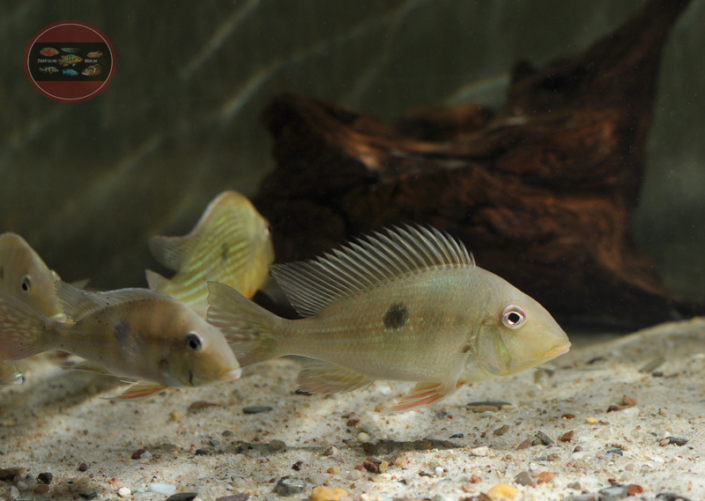 Geophagus abalios ZierfischeBerlin