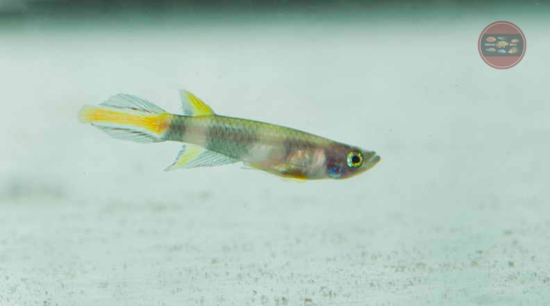 Ringelhechtling Epiplatys annulatus