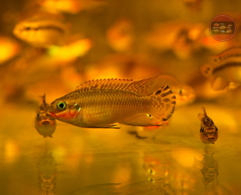 Smaragd-Prachtbarsch, "Nigeria-Rot" Pelvicachromis taeniatus