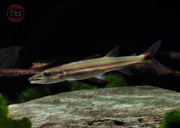 "Yellow Tail Barracuda" Acestrorhynchus falcirostris