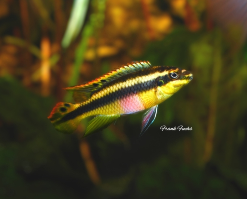 Pelvicachromis pulcher "NDONGA"
