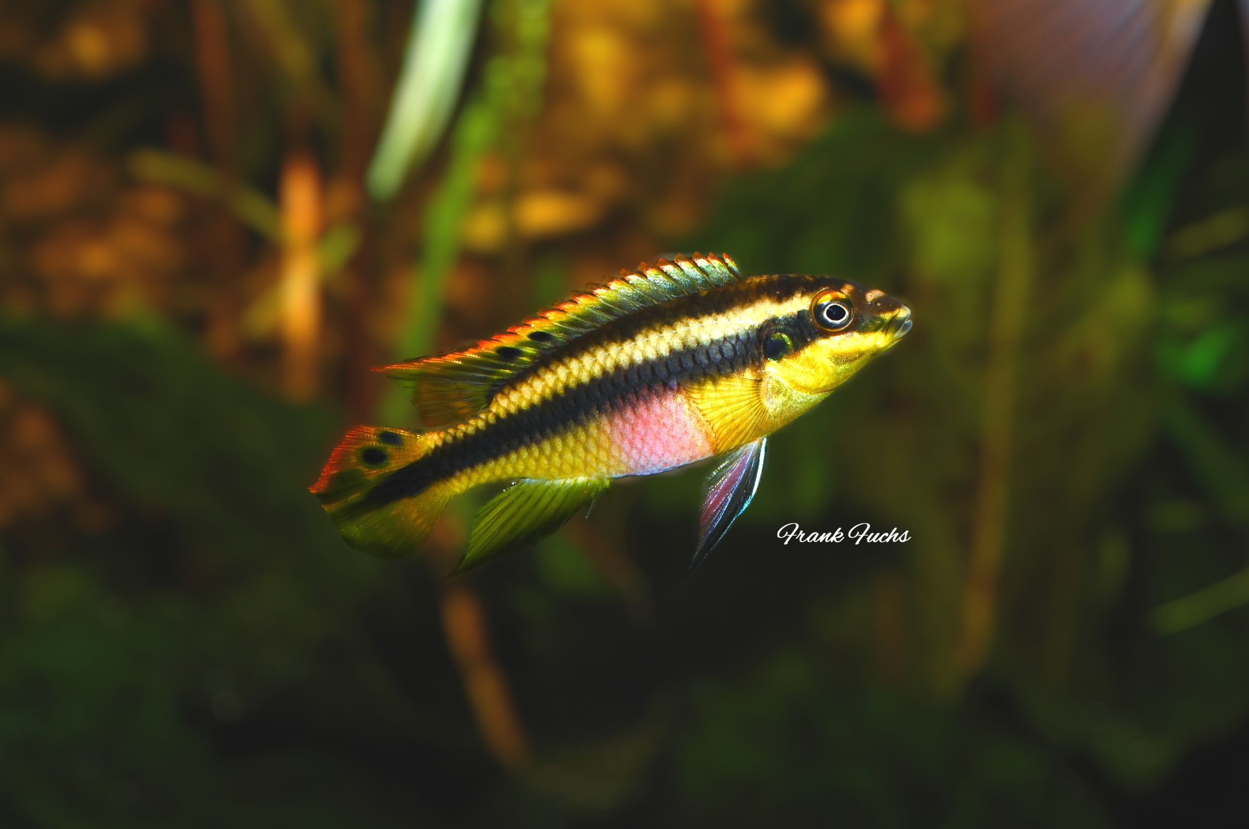 Pelvicachromis pulcher 