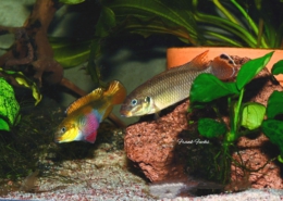 Pelvicachromis drachenfelsi "WOURI"