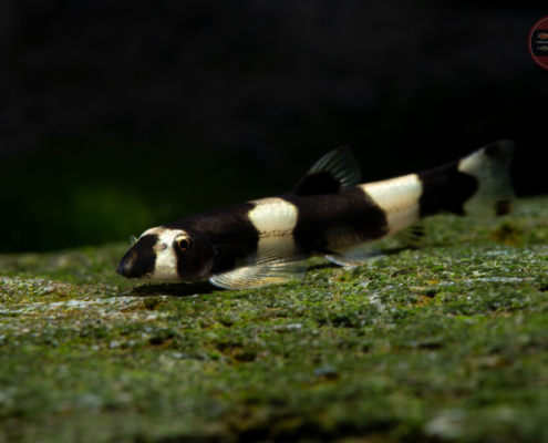 Yaoshania pachychilus Pandaschmerle Yaoshania pachychilus