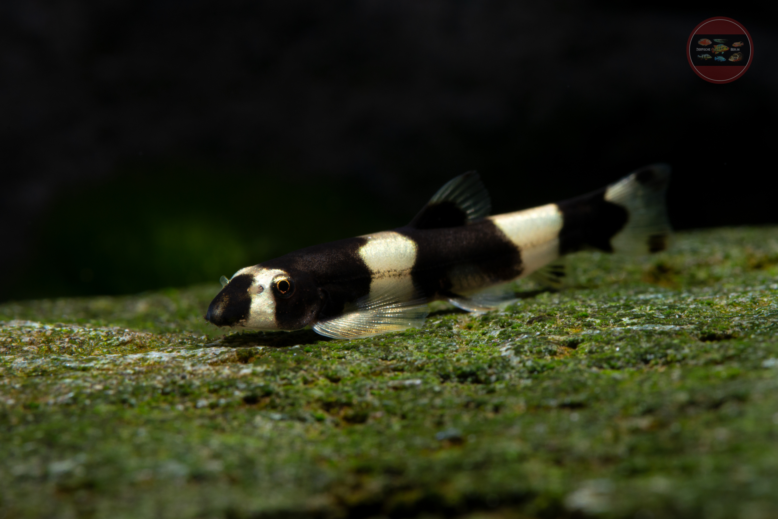 Pandaschmerle Yaoshania pachychilus