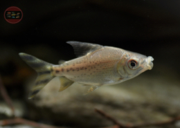 Fahnenschwanzsalmler Semaprochilodus insignis