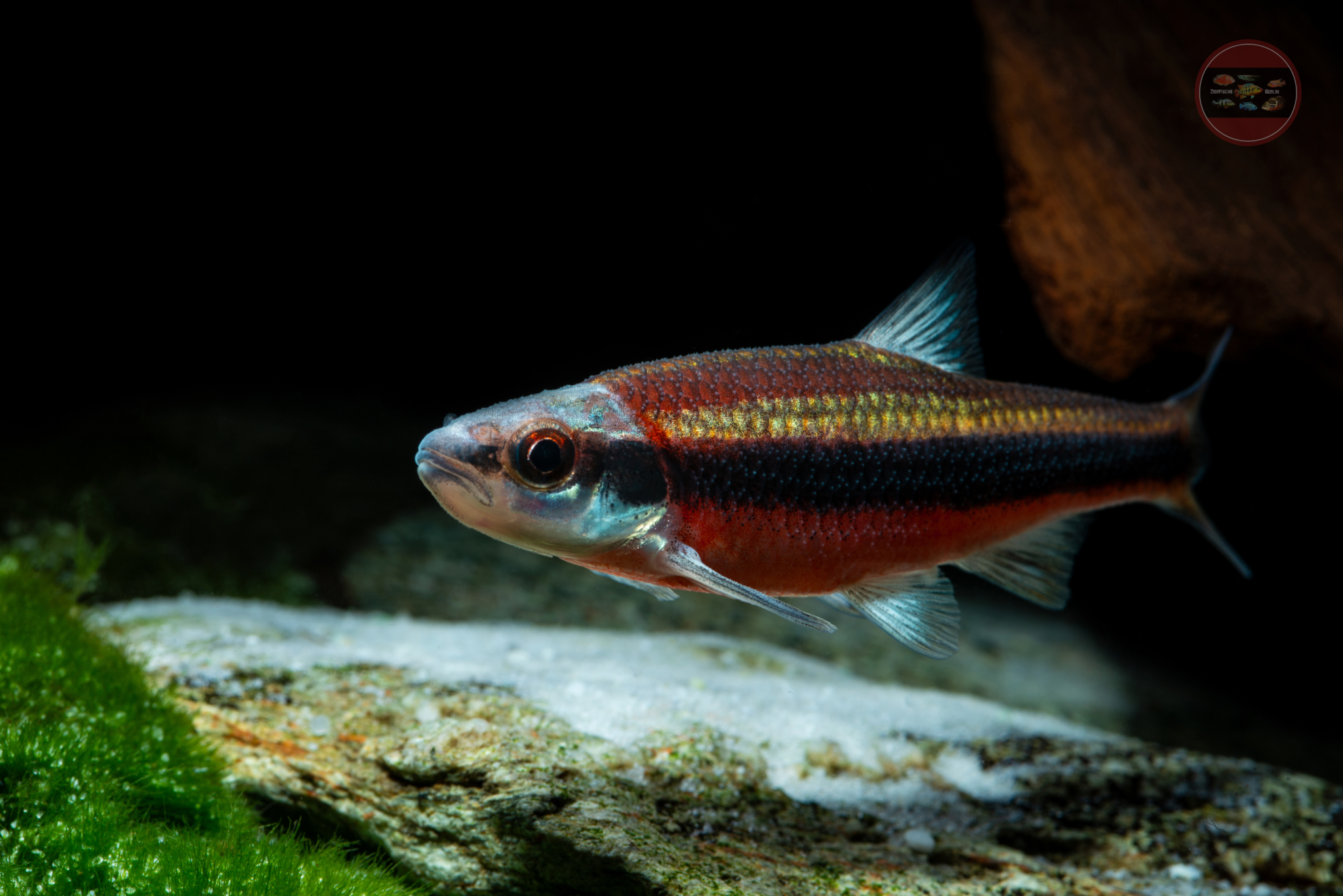 Notropis lutipinnis ZierfischeBerlin