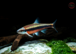 Notropis lutipinnis Weißflossenelritze Notropis lutipinnis