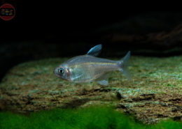 Schmetterlings-Zwergalmler, DNZ Hyphessobrycon negodagua