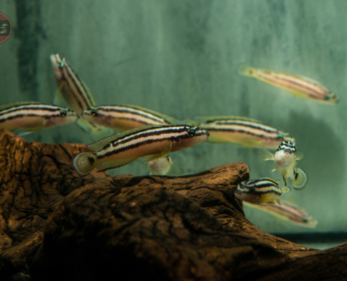 Tanganjikasee-Schlankcichlide, GELB Julidochromis ornatus