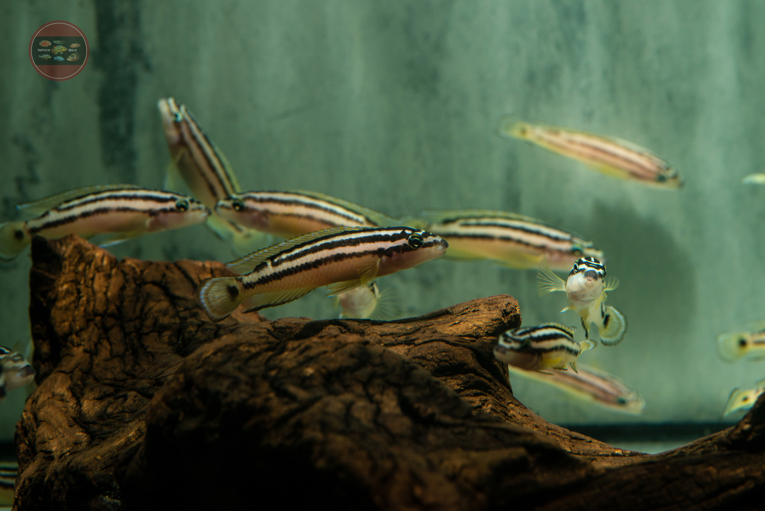 Tanganjikasee-Schlankcichlide, GELB Julidochromis ornatus
