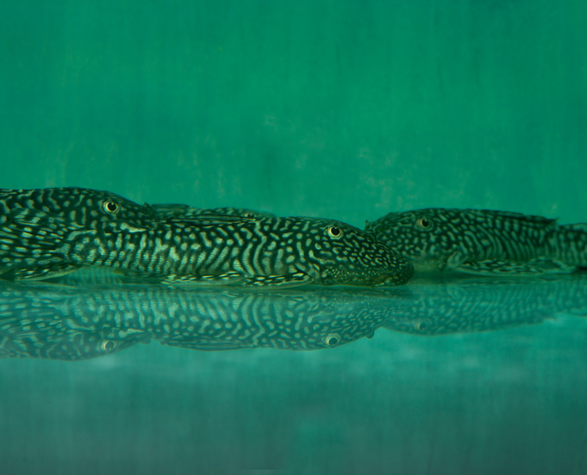 L 238 Mick-Jagger-Pleco, WF-RARITÄT	Pseudancistrus genisetiger
