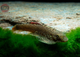 Flossensauger "Purple Fin" Pseudogastromyzon laticeps
