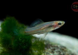 Zwergschwertträger Xiphophorus pygmeus