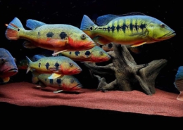 Cichla mirianae (Cichla fogo)