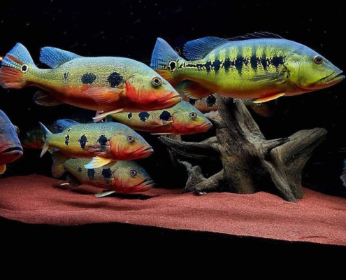 Cichla mirianae (Cichla fogo)